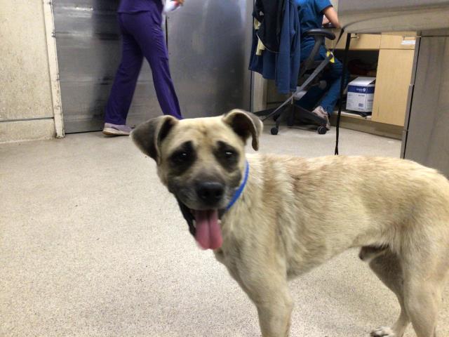 Shelter Stray Male Dog last seen Near BLOCK NEWCASTLE ST, JURUPA VALLEY, CA, 6851 Van Buren Boulevard, Jurupa Valley, CA 92509, USA