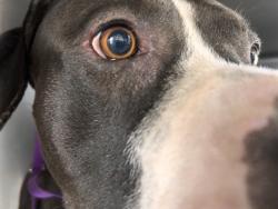 Shelter Stray Male Dog last seen PEDLEY/VAN BUREN, 6851 Van Buren Boulevard, Jurupa Valley, CA 92509, USA