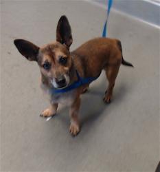 Shelter Stray Male Dog last seen GENEVA 3 DAYS AGO BY THE COW PALACE, 1419 Bryant St, San Francisco, CA 94103, USA