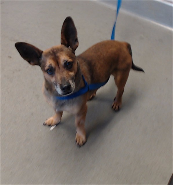 Shelter Stray Male Dog last seen GENEVA 3 DAYS AGO BY THE COW PALACE, 1419 Bryant St, San Francisco, CA 94103, USA