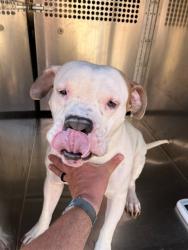 Shelter Stray Unknown Dog last seen Near BLOCK S WALKER, 2811 SE 29th St, Oklahoma City, OK 73129, USA