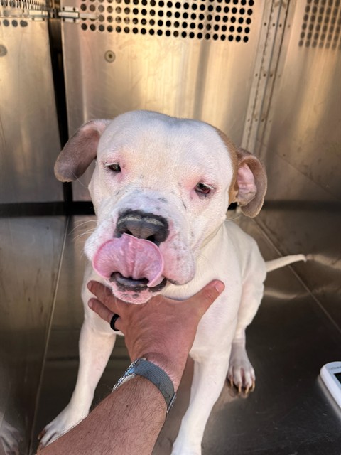 Shelter Stray Unknown Dog last seen Near BLOCK S WALKER, 2811 SE 29th St, Oklahoma City, OK 73129, USA