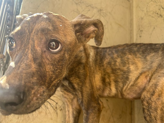 Shelter Stray Unknown Dog last seen Near BLOCK E PARK PL, OKLAHOMA CITY OK 73117, 2811 SE 29th St, Oklahoma City, OK 73129, USA