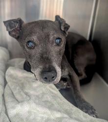 Shelter Stray Male Dog last seen Near BLOCK JOHNSON ST, HOLLYWOOD, FL 33024, 2400 SW 42nd St, Fort Lauderdale, FL 33312, USA