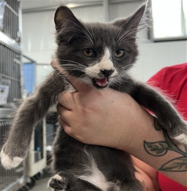 Shelter Stray Male Cat last seen W 2ND ST & N I ST, SAN BERNARDINO, CA, 92410, USA, 333 Chandler Pl, San Bernardino, CA 92408, USA