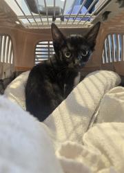 Shelter Stray Male Cat last seen ORANGE TREE/IRVINE CENTER DR, 92618, 6443 Oak Canyon, Irvine, CA 92618, USA
