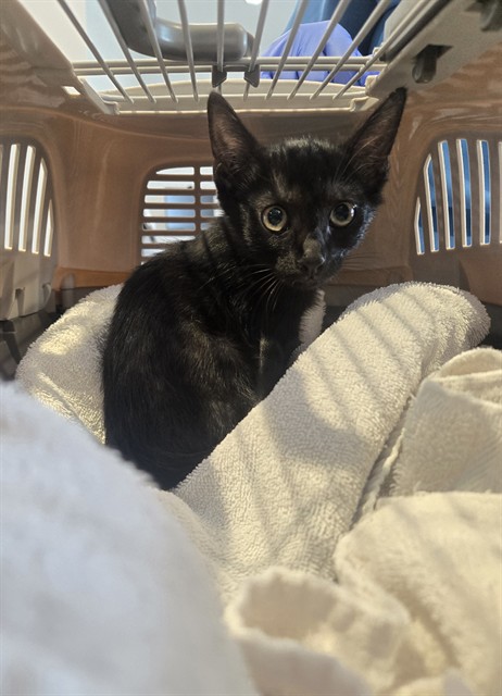 Shelter Stray Male Cat last seen ORANGE TREE/IRVINE CENTER DR, 92618, 6443 Oak Canyon, Irvine, CA 92618, USA
