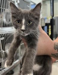 Shelter Stray Male Cat last seen W 2ND ST & N I ST, SAN BERNARDINO, CA, 92410, USA, 333 Chandler Pl, San Bernardino, CA 92408, USA