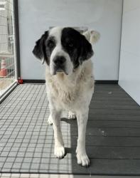 Shelter Stray Female Dog last seen Near BLOCK MANGO, 333 Chandler Pl, San Bernardino, CA 92408, USA