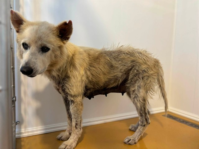 Shelter Stray Female Dog last seen Near BLOCK E EVANS, 333 Chandler Pl, San Bernardino, CA 92408, USA