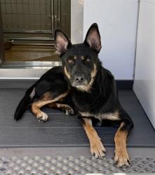Shelter Stray Male Dog last seen Near BLOCK W BASELINE RD, 333 Chandler Pl, San Bernardino, CA 92408, USA
