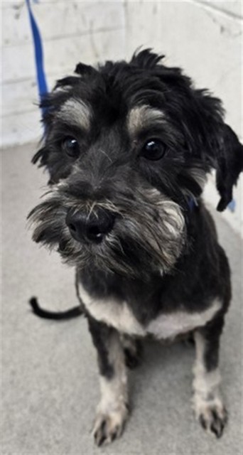Shelter Stray Male Dog last seen ARROW RTE X PENNSYLVANIA AVE, 333 Chandler Pl, San Bernardino, CA 92408, USA