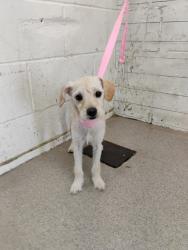 Shelter Stray Female Dog last seen N WILDROSE AVE & SAN BERNARDINO AVE, COLTON, CA, 92324, USA, 333 Chandler Pl, San Bernardino, CA 92408, USA