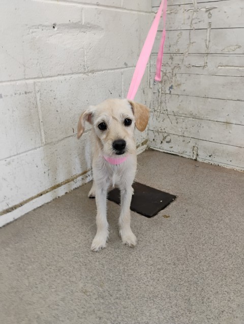 Shelter Stray Female Dog last seen N WILDROSE AVE & SAN BERNARDINO AVE, COLTON, CA, 92324, USA, 333 Chandler Pl, San Bernardino, CA 92408, USA