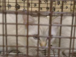 Shelter Stray Male Cat last seen KIEFER BLVD/GRANT LINE RD, SLOUGHHOUSE CA 95683, 3839 Bradshaw Rd, Sacramento, CA 95827, USA