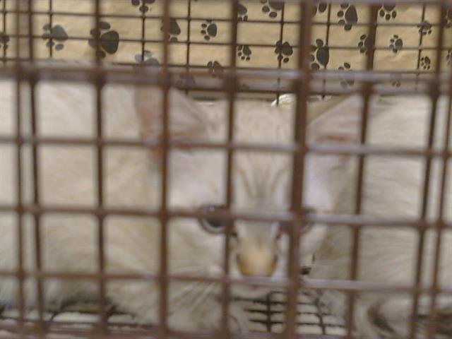Shelter Stray Male Cat last seen KIEFER BLVD/GRANT LINE RD, SLOUGHHOUSE CA 95683, 3839 Bradshaw Rd, Sacramento, CA 95827, USA