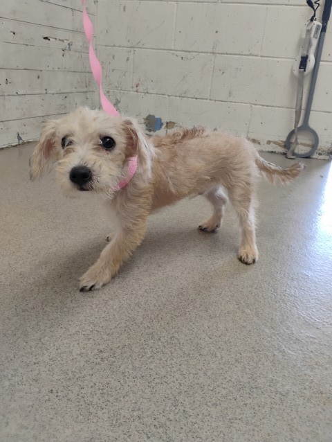 Shelter Stray Male Dog last seen N WILDROSE AVE & SAN BERNARDINO AVE, COLTON, CA, 92324, USA, 333 Chandler Pl, San Bernardino, CA 92408, USA