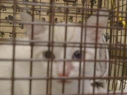 Shelter Stray Male Cat last seen KIEFER BLVD/GRANT LINE RD, SLOUGHHOUSE CA 95683, 3839 Bradshaw Rd, Sacramento, CA 95827, USA