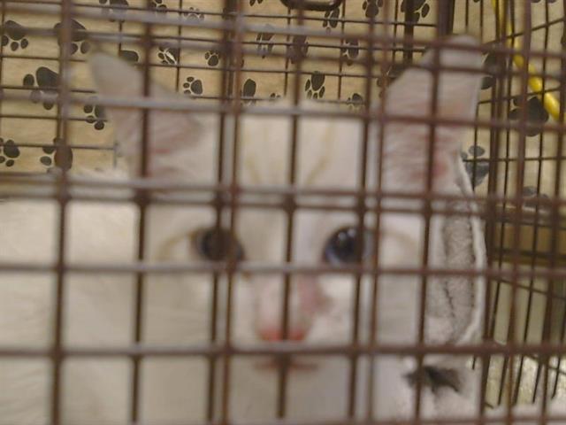 Shelter Stray Male Cat last seen KIEFER BLVD/GRANT LINE RD, SLOUGHHOUSE CA 95683, 3839 Bradshaw Rd, Sacramento, CA 95827, USA