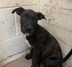 Shelter Stray Male Dog last seen SONORA & PALMYRA, 333 Chandler Pl, San Bernardino, CA 92408, USA