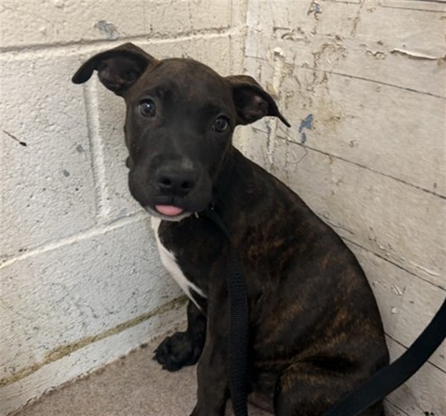 Shelter Stray Male Dog last seen SONORA & PALMYRA, 333 Chandler Pl, San Bernardino, CA 92408, USA