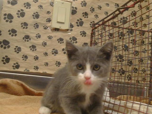Shelter Stray Male Cat last seen VINEYARD RD/CALVINE RD, 95829, 3839 Bradshaw Rd, Sacramento, CA 95827, USA