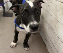 Shelter Stray Female Dog last seen SONORA & PALMYRA, 333 Chandler Pl, San Bernardino, CA 92408, USA