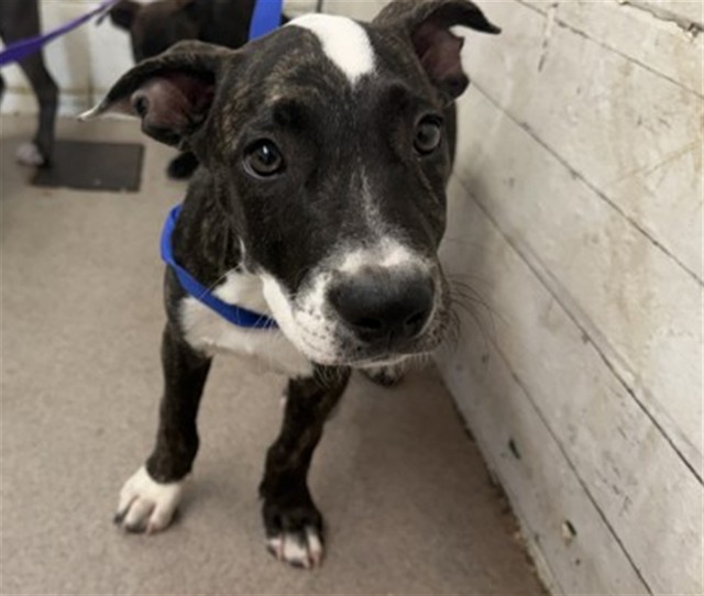 Shelter Stray Female Dog last seen SONORA & PALMYRA, 333 Chandler Pl, San Bernardino, CA 92408, USA