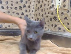 Shelter Stray Male Cat last seen WINONA WAY/JENNY LIND AVE, NORTH HIGHLANDS CA 95660, 3839 Bradshaw Rd, Sacramento, CA 95827, USA