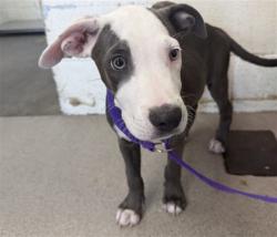 Shelter Stray Female Dog last seen SONORA & PALMYRA, 333 Chandler Pl, San Bernardino, CA 92408, USA