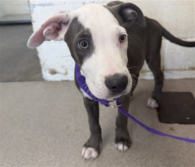 Shelter Stray Female Dog last seen SONORA & PALMYRA, 333 Chandler Pl, San Bernardino, CA 92408, USA