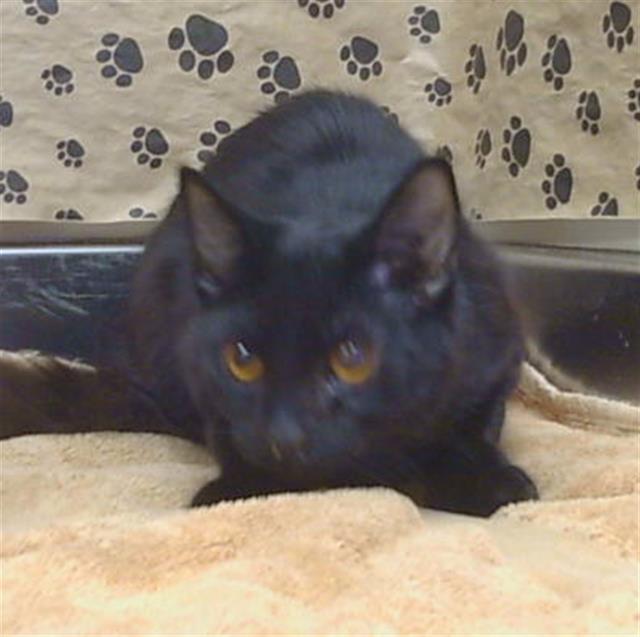 Shelter Stray Female Cat last seen WINONA WAY/JENNY LIND AVE, NORTH HIGHLANDS CA 95660, 3839 Bradshaw Rd, Sacramento, CA 95827, USA