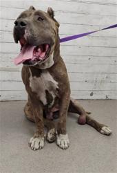 Shelter Stray Male Dog last seen Near BLOCK S K ST, 333 Chandler Pl, San Bernardino, CA 92408, USA