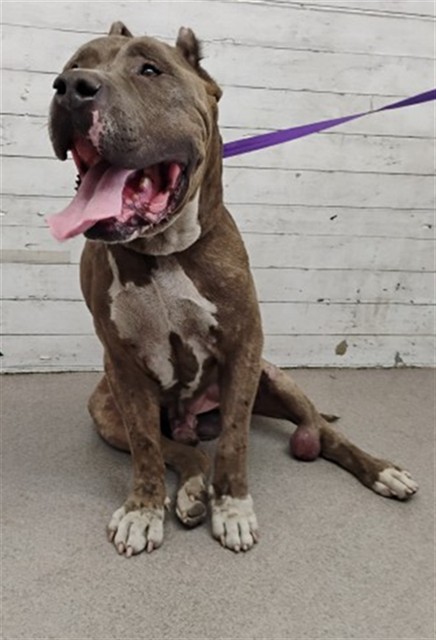 Shelter Stray Male Dog last seen Near BLOCK S K ST, 333 Chandler Pl, San Bernardino, CA 92408, USA