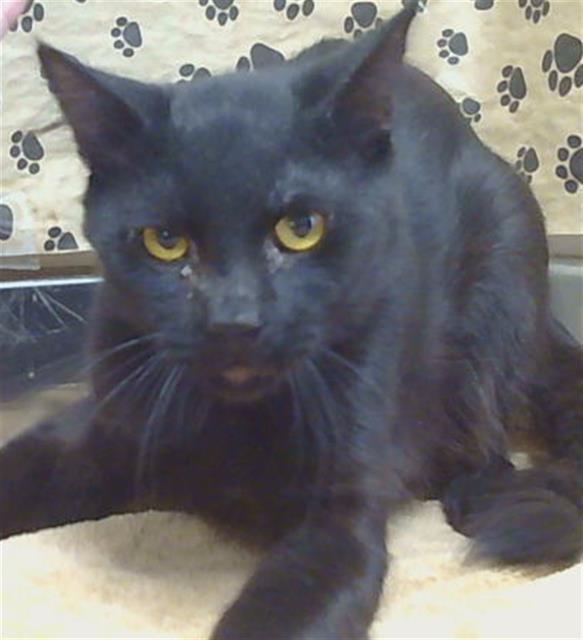 Shelter Stray Male Cat last seen WINONA WAY/JENNY LIND AVE, NORTH HIGHLANDS CA 95660, 3839 Bradshaw Rd, Sacramento, CA 95827, USA