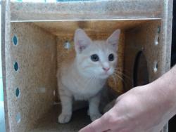 Shelter Stray Male Cat last seen Near BLOCK LOS VOLCANES RD, 11800 Sunset Gardens Rd SW, Albuquerque, NM 87121, USA