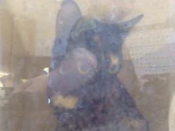 Shelter Stray Female Cat last seen 5TH ST/M ST, 95673, 3839 Bradshaw Rd, Sacramento, CA 95827, USA