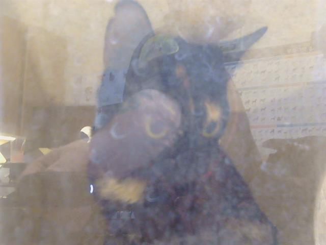 Shelter Stray Female Cat last seen 5TH ST/M ST, 95673, 3839 Bradshaw Rd, Sacramento, CA 95827, USA