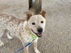 Shelter Stray Male Dog last seen , 4000 N Silverbell Rd, Tucson, AZ 85745, USA