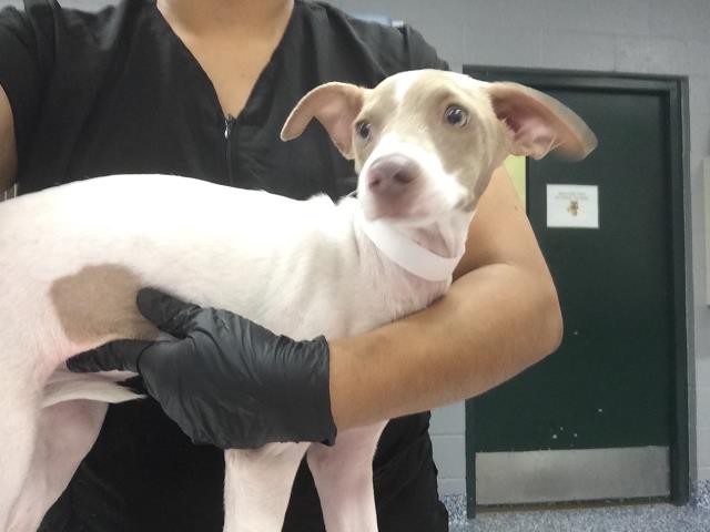 Shelter Stray Female Dog last seen LA QUINTA COVE/ BEAR CREEK NATURE TRAILHEAD, 72050 Pet Land Pl, Thousand Palms, CA 92276, USA