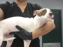 Shelter Stray Female Dog last seen LA QUINTA COVE/ BEAR CREEK NATURE TRAILHEAD, 72050 Pet Land Pl, Thousand Palms, CA 92276, USA