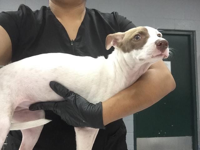Shelter Stray Female Dog last seen LA QUINTA COVE/ BEAR CREEK NATURE TRAILHEAD, 72050 Pet Land Pl, Thousand Palms, CA 92276, USA