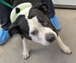 Shelter Stray Female Dog last seen , 4000 N Silverbell Rd, Tucson, AZ 85745, USA