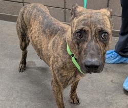 Shelter Stray Female Dog last seen , 4000 N Silverbell Rd, Tucson, AZ 85745, USA