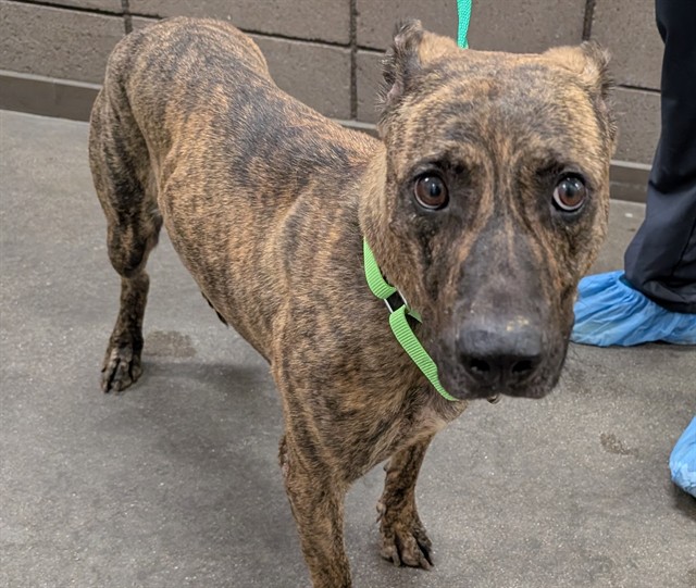 Shelter Stray Female Dog last seen , 4000 N Silverbell Rd, Tucson, AZ 85745, USA
