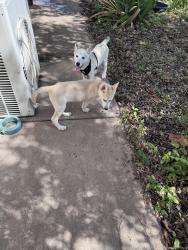 Found/Stray Male Dog last seen RR12 and Blueridge Drive, Dripping Springs, TX 78620