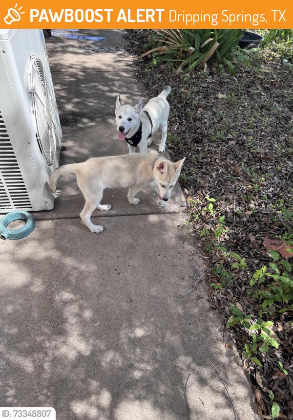 Found/Stray Male Dog last seen RR12 and Blueridge Drive, Dripping Springs, TX 78620
