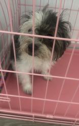 Reunited Female Dog last seen Strange rd and Stonehenge ct vailla rd, Taylors, SC 29687