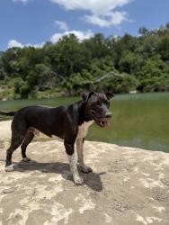 Lost Male Dog last seen McKinney Falls and William Cannon, Austin, TX 78744