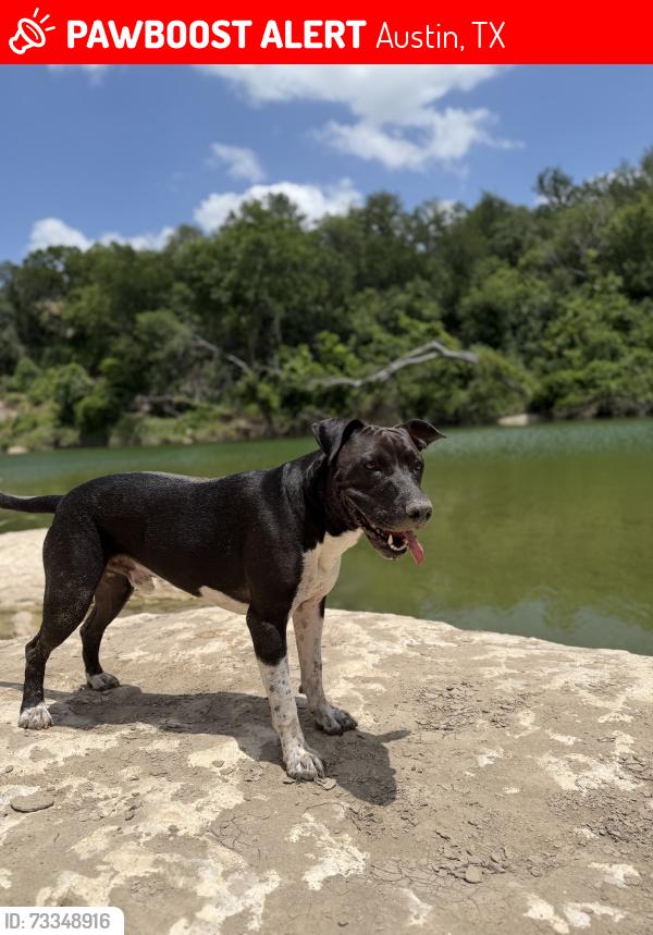 Lost Male Dog last seen McKinney Falls and William Cannon, Austin, TX 78744
